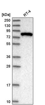 EXOC3 Antibody in Western Blot (WB)