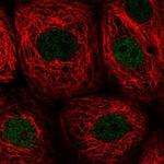 PWWP2B Polyclonal Antibody