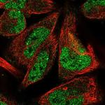 LINS Polyclonal Antibody