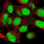 KIN Polyclonal Antibody