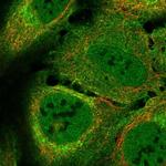 LUZP2 Antibody in Immunocytochemistry (ICC/IF)