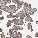 SPG20 Antibody in Immunohistochemistry (Paraffin) (IHC (P))