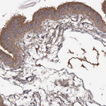 SPG20 Antibody in Immunohistochemistry (Paraffin) (IHC (P))