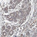 SPG20 Antibody in Immunohistochemistry (IHC)