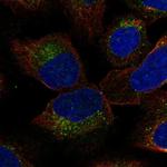 YIF1B Polyclonal Antibody