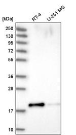 PRR13 Antibody in Western Blot (WB)