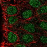 MAB21L3 Polyclonal Antibody