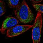 FOXRED1 Antibody in Immunocytochemistry (ICC/IF)