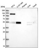 FOXRED1 Antibody in Western Blot (WB)