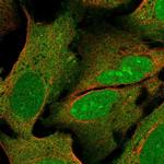WIBG Polyclonal Antibody