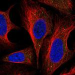 DNAJC22 Antibody in Immunocytochemistry (ICC/IF)