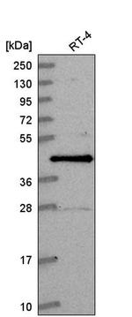CCNDBP1 Antibody in Western Blot (WB)