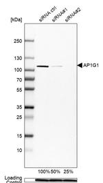 gamma Adaptin Antibody