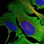 Muskelin Polyclonal Antibody