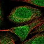 CUEDC2 Polyclonal Antibody