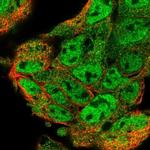 UBL7 Polyclonal Antibody