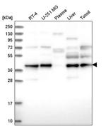 UBL7 Antibody in Western Blot (WB)