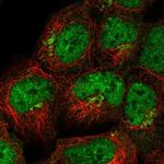 FAM184A Polyclonal Antibody