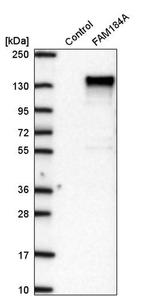 FAM184A Antibody in Western Blot (WB)