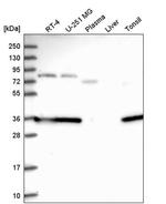 CPPED1 Antibody in Western Blot (WB)