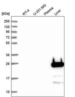 FGF5 Antibody in Western Blot (WB)