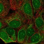 C7orf26 Polyclonal Antibody