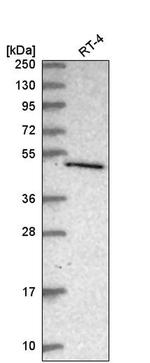 C7orf26 Antibody in Western Blot (WB)