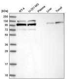 STRN4 Polyclonal Antibody