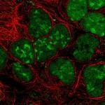 GPRIN3 Polyclonal Antibody