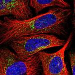 SEC23IP Polyclonal Antibody