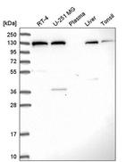 SEC23IP Antibody in Western Blot (WB)