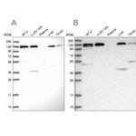 SEC23IP Antibody in Western Blot (WB)