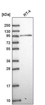 MAGED1 Antibody in Western Blot (WB)