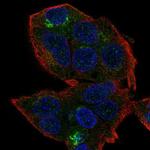 HEPN1 Antibody in Immunocytochemistry (ICC/IF)