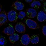 LINGO3 Polyclonal Antibody