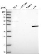 COH1 Antibody in Western Blot (WB)
