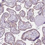 RBP3 Polyclonal Antibody