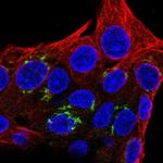 FAM8A1 Polyclonal Antibody