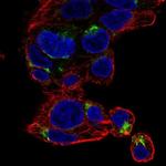 NECAB3 Polyclonal Antibody