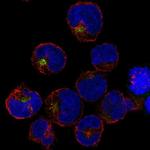 PRAM1 Antibody in Immunocytochemistry (ICC/IF)