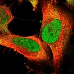 FAM172A Polyclonal Antibody