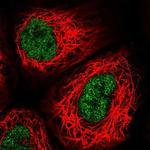 USF2 Polyclonal Antibody