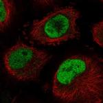 Cdc40 Polyclonal Antibody