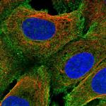 PRIMA1 Antibody in Immunocytochemistry (ICC/IF)