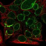 SEC11A Polyclonal Antibody