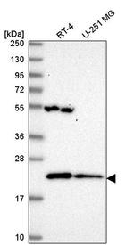 MRPL47 Antibody in Western Blot (WB)