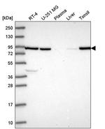NRG2 Antibody in Western Blot (WB)