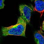 SYAP1 Polyclonal Antibody