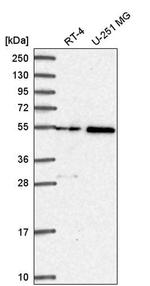 SPTLC3 Antibody in Western Blot (WB)