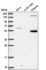 Syndecan 3 Antibody in Western Blot (WB)